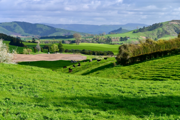 Rolling hills, with cows in the distance